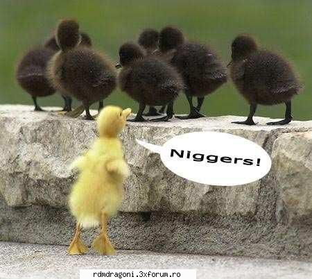Funny - razvan_yo - PIctureS