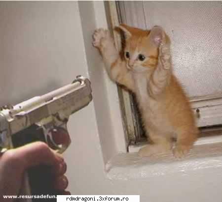 Funny - razvan_yo - PIctureS